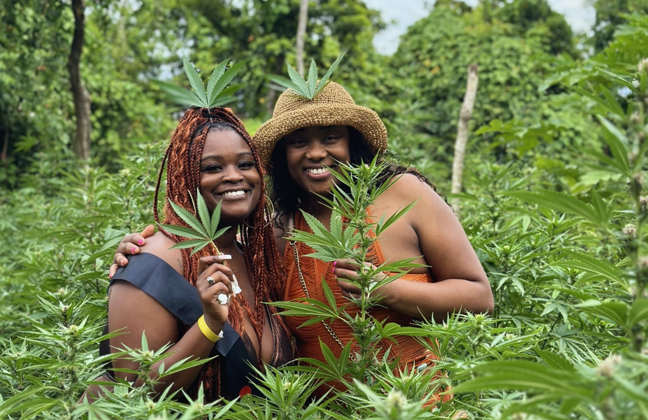 Weed farm experience - Montego bay