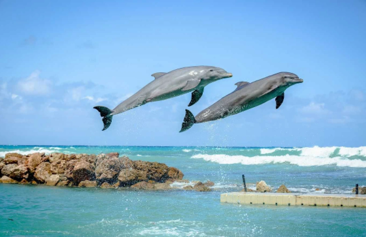 Dolphin Royal Swim - Ocho Rios