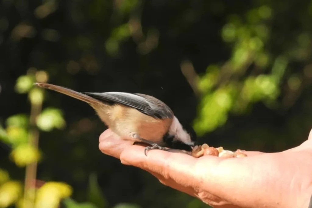 Bird Sanctuary