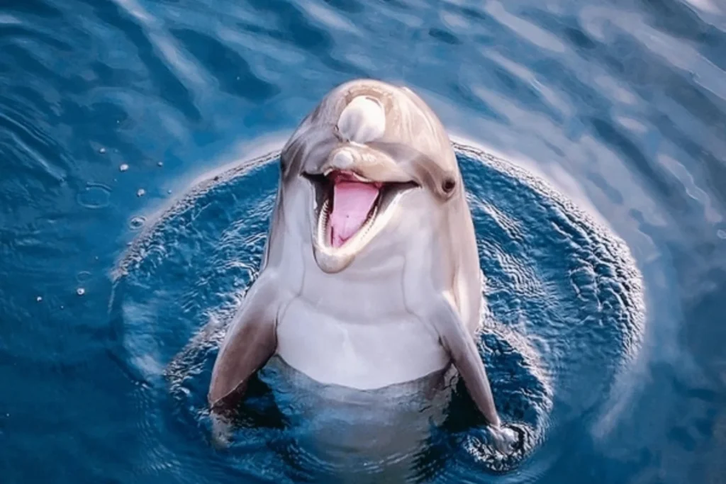 Dolphin Royal Swim - Ocho Rios