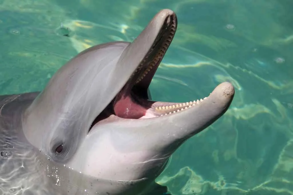 His & Hers Ocho Rios: The Ultimate Couple’s Guide to Adventure 4 Dolphin Encounter in Ocho Rios
