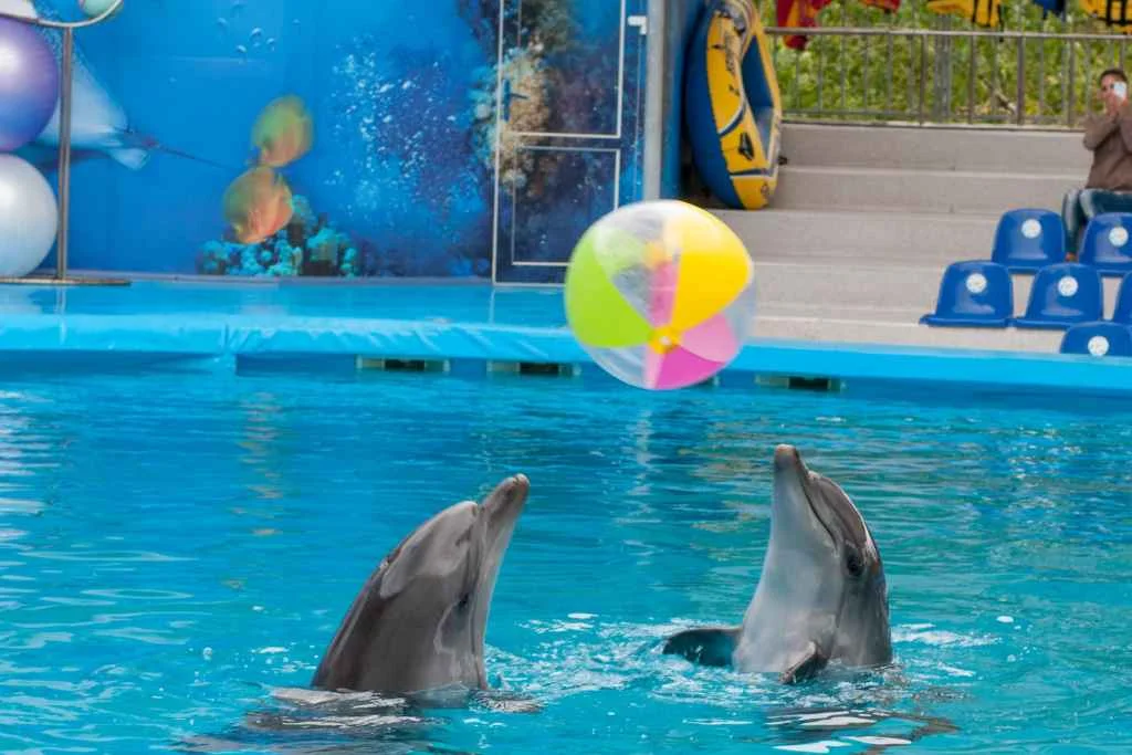 5 Perfect Tours to Experience the Real Jamaica 2 Dolphin Encounter in Ocho Rios
