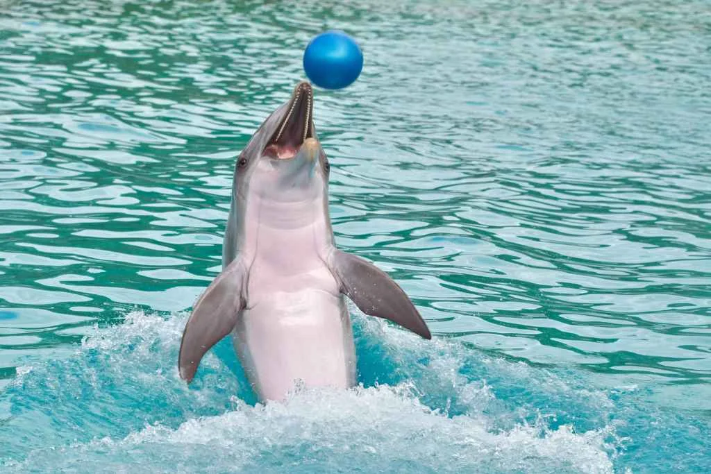 His & Hers Ocho Rios: The Ultimate Couple’s Guide to Adventure 3 Dolphin Swim in Ocho Rios