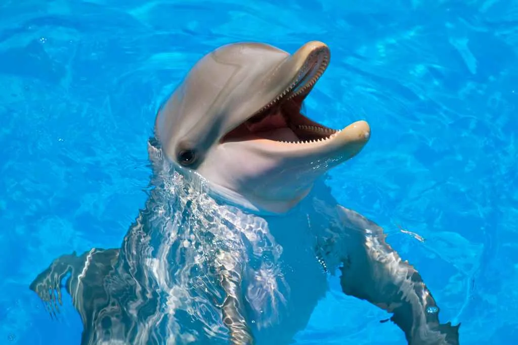His & Hers Ocho Rios: The Ultimate Couple’s Guide to Adventure 2 Dolphin Royal Swim in Ocho Rios